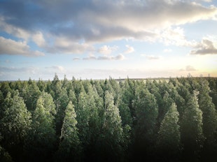 Sustainable Forestry: Impact Investing Giving Circles icon